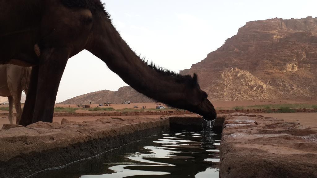 Bedouin Traditions Camp วาดิรัม ภายนอก รูปภาพ